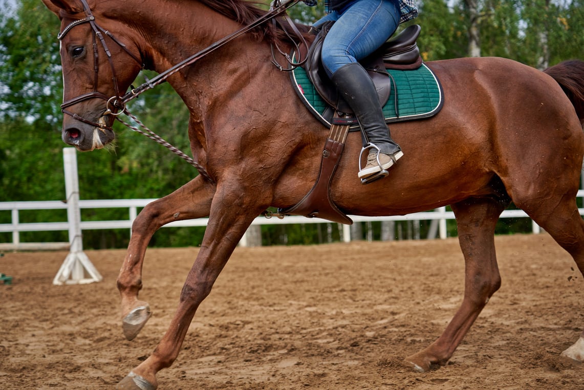 Horse training