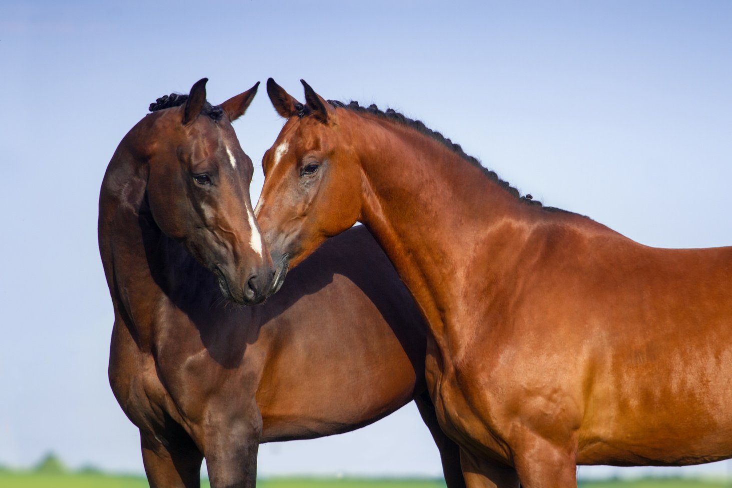 Couple horse in love