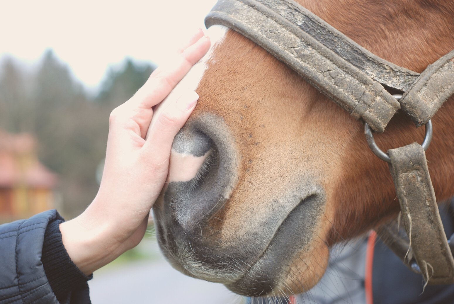 Human and horse